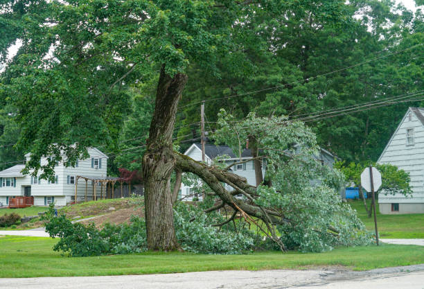 Best Firewood Processing and Delivery  in Broadway, NC